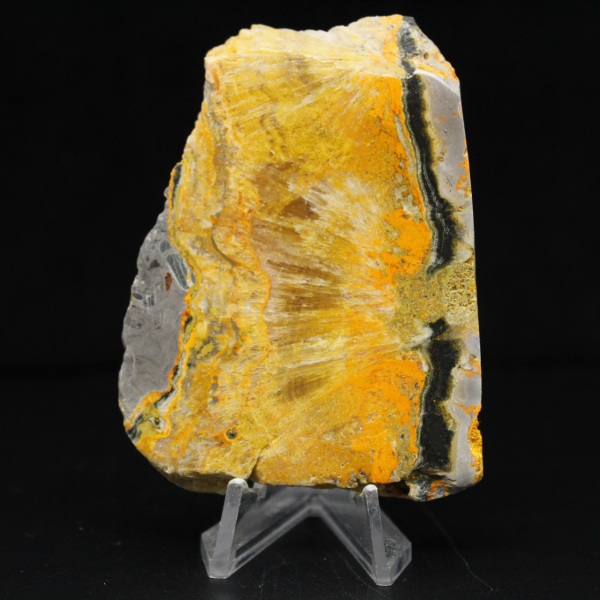 Bumblebee Jasper