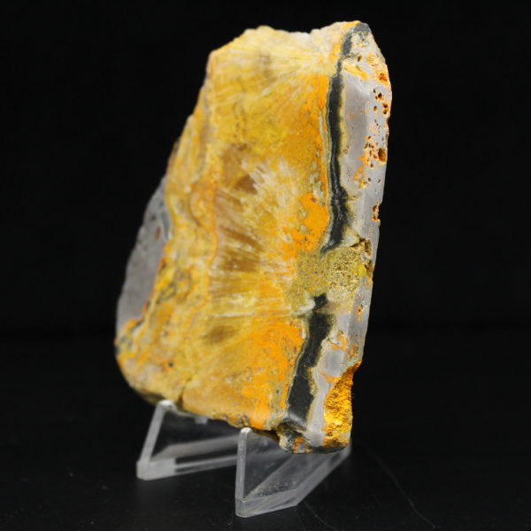Bumblebee Jasper