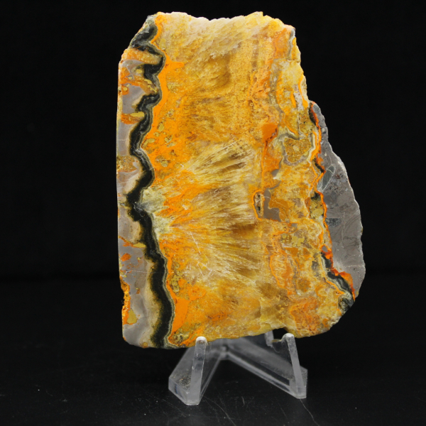 Bumblebee Jasper