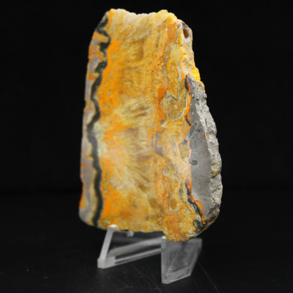 Bumblebee Jasper