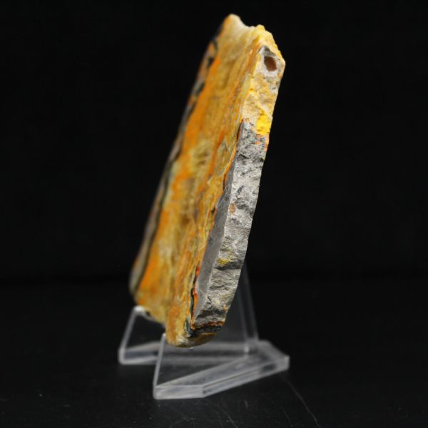 Bumblebee Jasper