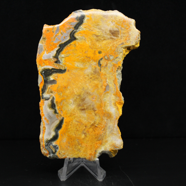 Bumblebee Jasper
