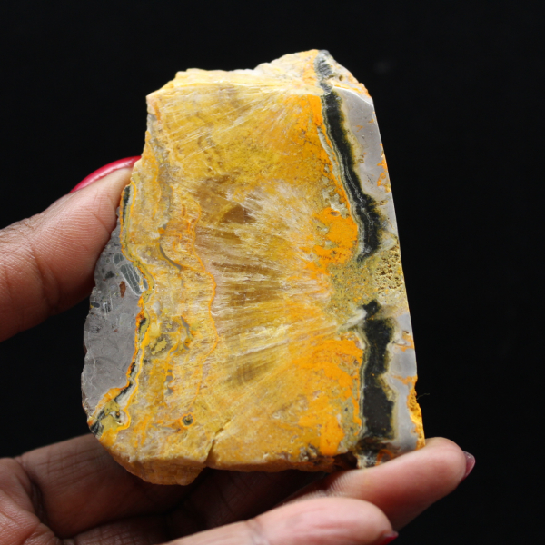 Bumblebee Jasper