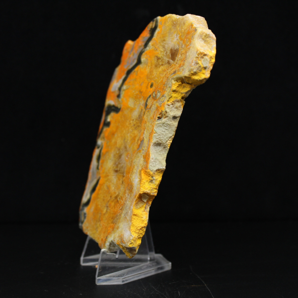 Bumblebee Jasper