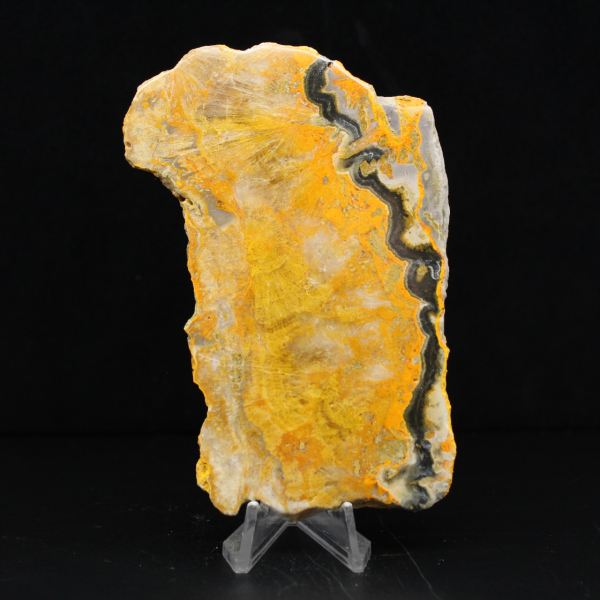 Bumblebee Jasper