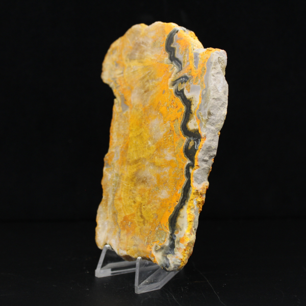 Bumblebee Jasper