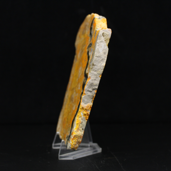 Bumblebee Jasper