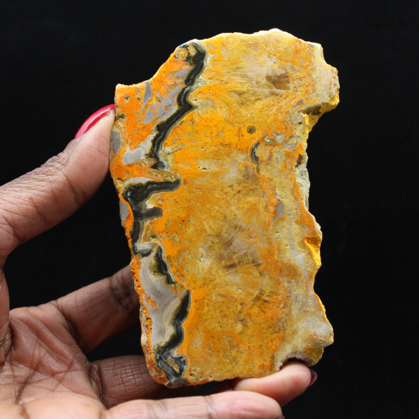 Bumblebee Jasper