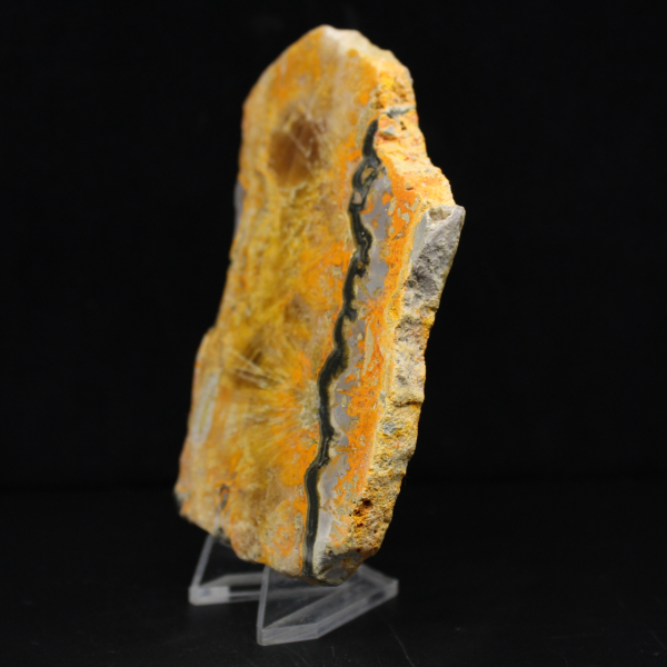 Bumblebee Jasper