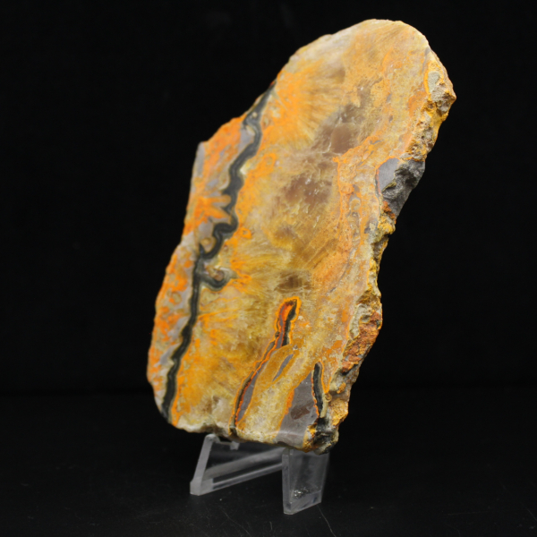 Bumblebee Jasper