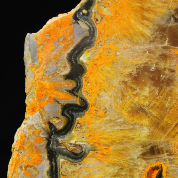 Bumblebee Jasper