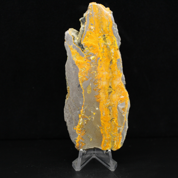 Bumblebee Jasper