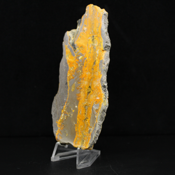 Bumblebee Jasper