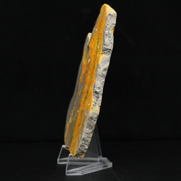 Bumblebee Jasper