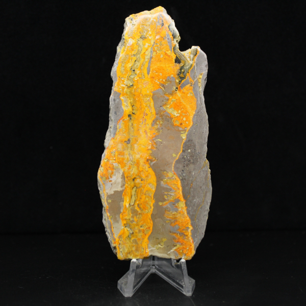 Bumblebee Jasper