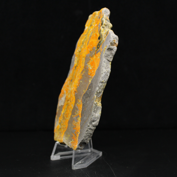 Bumblebee Jasper