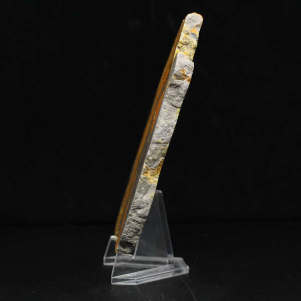 Bumblebee Jasper