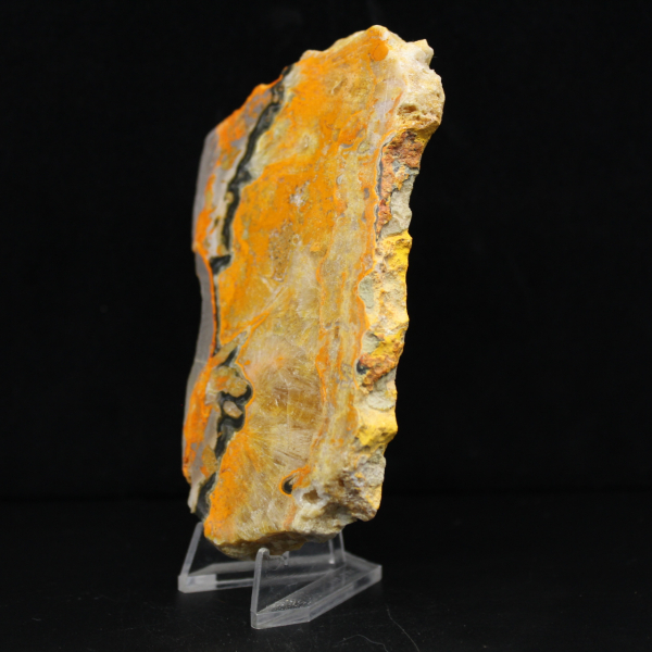 Bumblebee Jasper