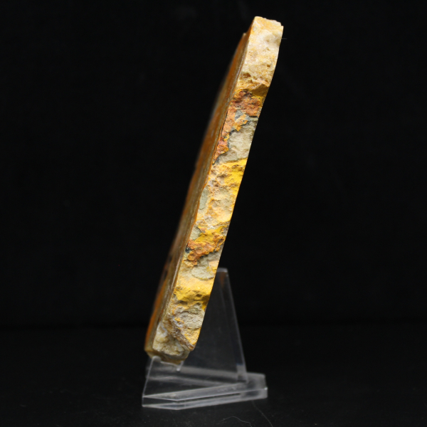 Bumblebee Jasper