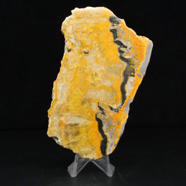 Bumblebee Jasper