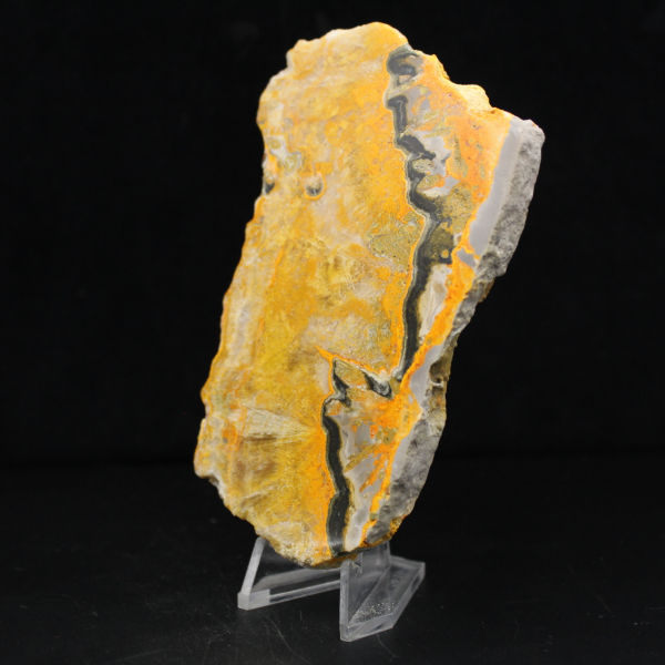 Bumblebee Jasper