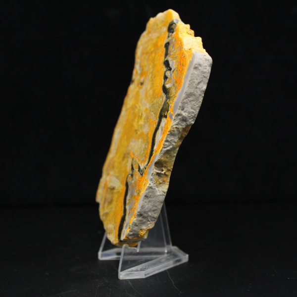 Bumblebee Jasper