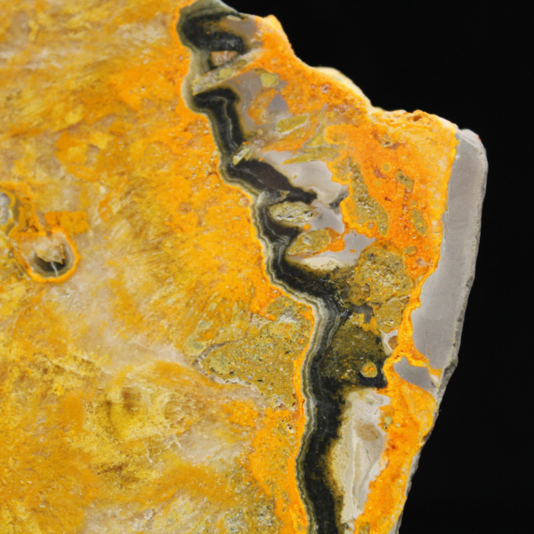 Bumblebee Jasper