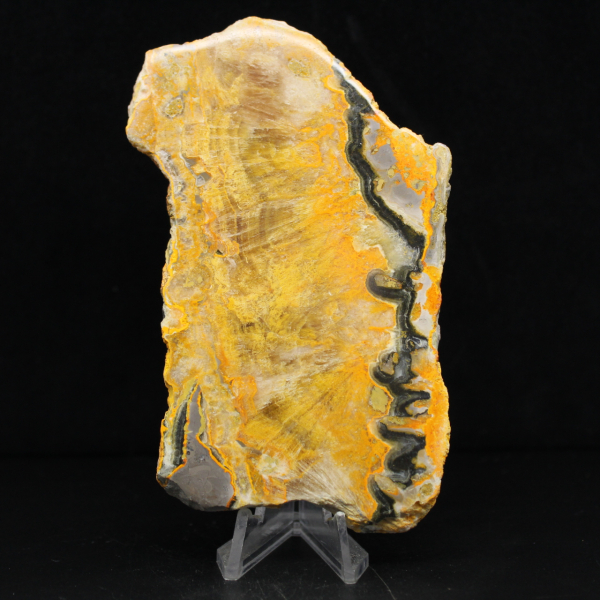 Bumblebee Jasper
