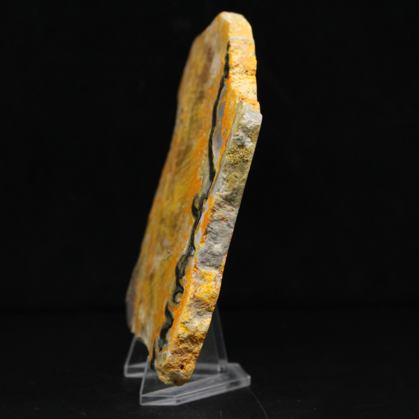 Bumblebee Jasper