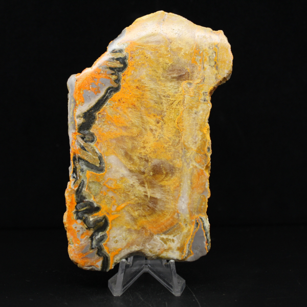 Bumblebee Jasper