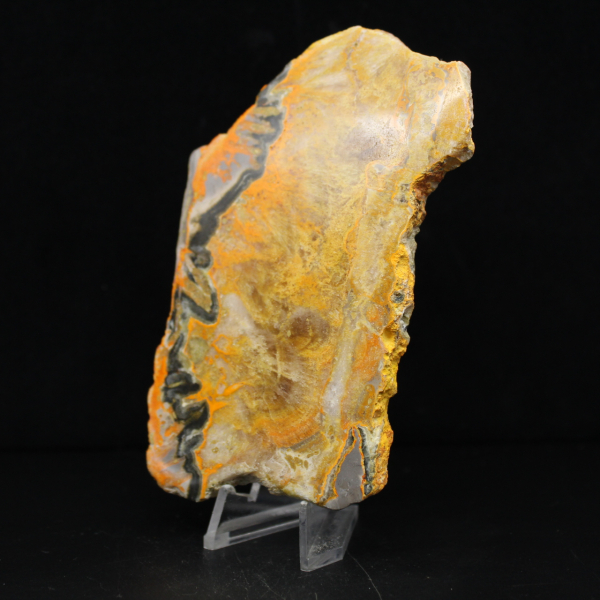 Bumblebee Jasper