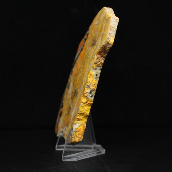 Bumblebee Jasper
