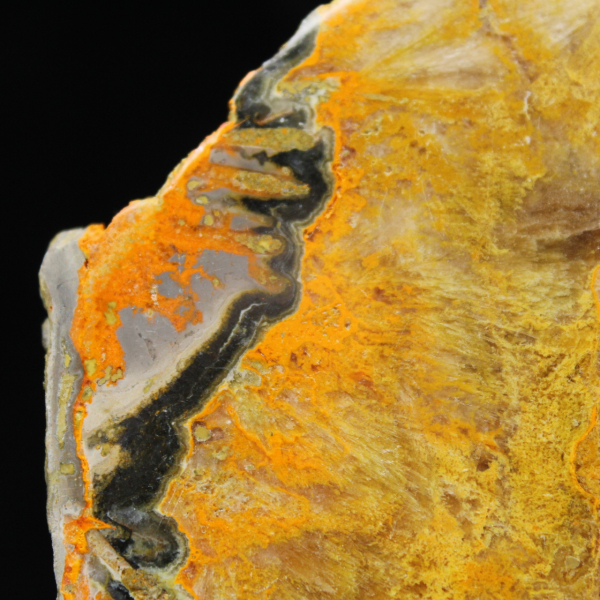 Bumblebee Jasper