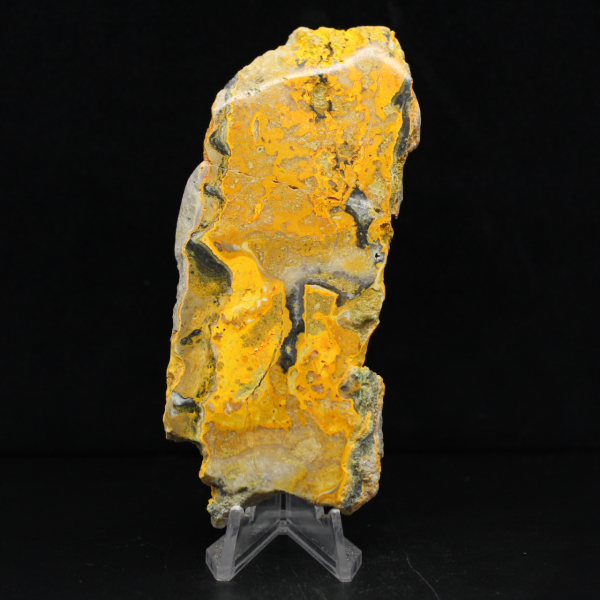 Bumblebee Jasper