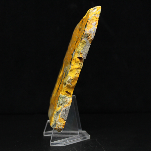 Bumblebee Jasper