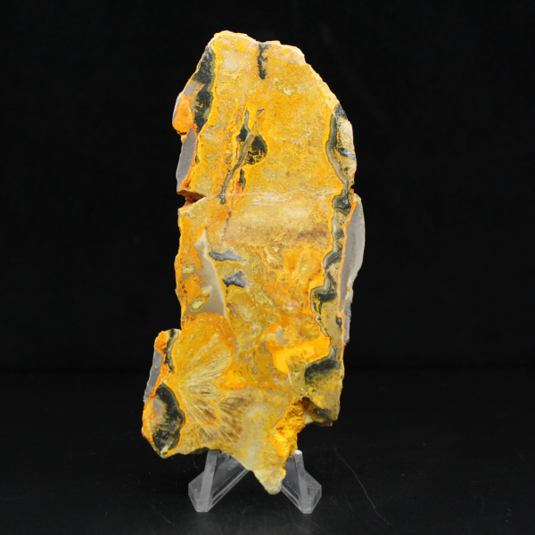 Bumblebee Jasper