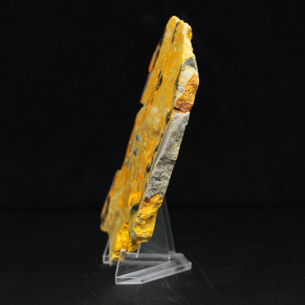 Bumblebee Jasper