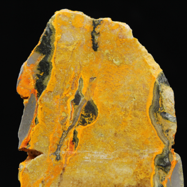 Bumblebee Jasper
