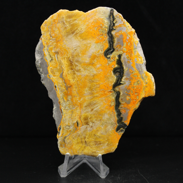 Bumblebee Jasper