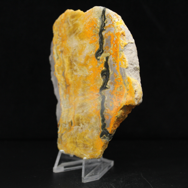 Bumblebee Jasper