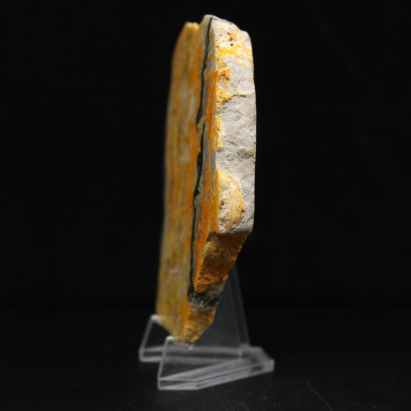Bumblebee Jasper