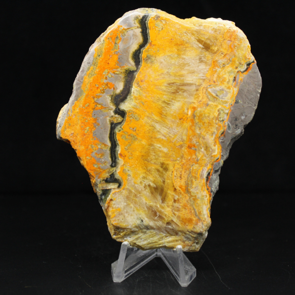 Bumblebee Jasper
