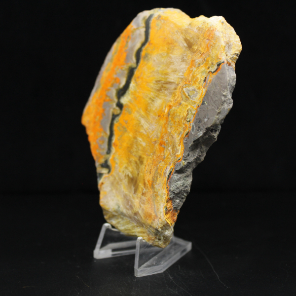 Bumblebee Jasper