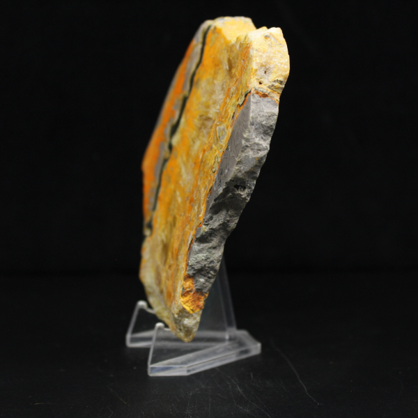Bumblebee Jasper