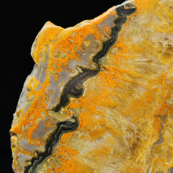 Bumblebee Jasper