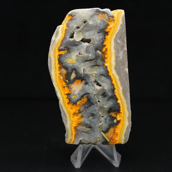 Robust slice of Indonesian Bumblebee Jasper