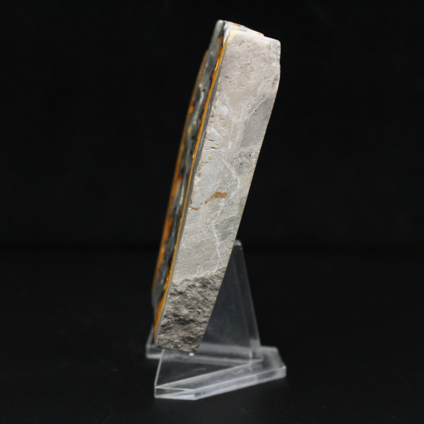 Robust slice of Indonesian Bumblebee Jasper