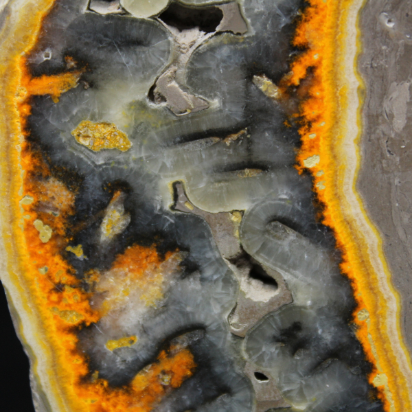 Robust slice of Indonesian Bumblebee Jasper