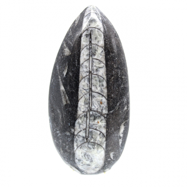 Fossil Orthoceras from Morocco