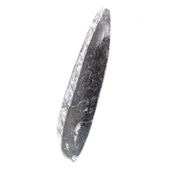 Fossil Orthoceras from Morocco